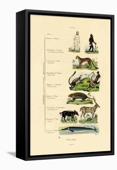 Mammalogy, 1833-39-null-Framed Premier Image Canvas