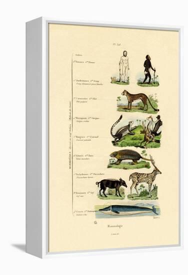 Mammalogy, 1833-39-null-Framed Premier Image Canvas