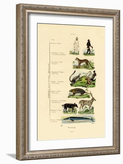 Mammalogy, 1833-39-null-Framed Giclee Print