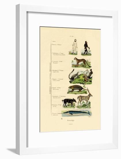 Mammalogy, 1833-39-null-Framed Giclee Print