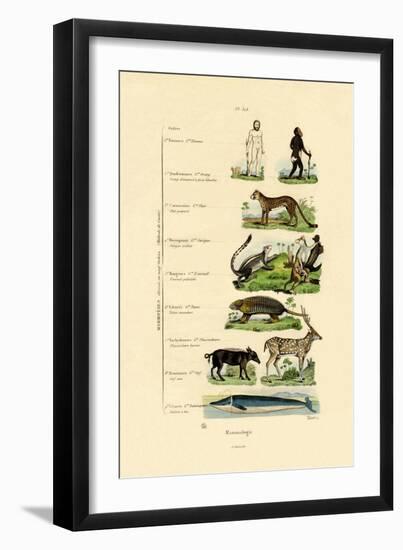 Mammalogy, 1833-39-null-Framed Giclee Print