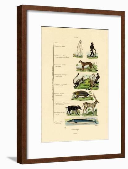 Mammalogy, 1833-39-null-Framed Giclee Print