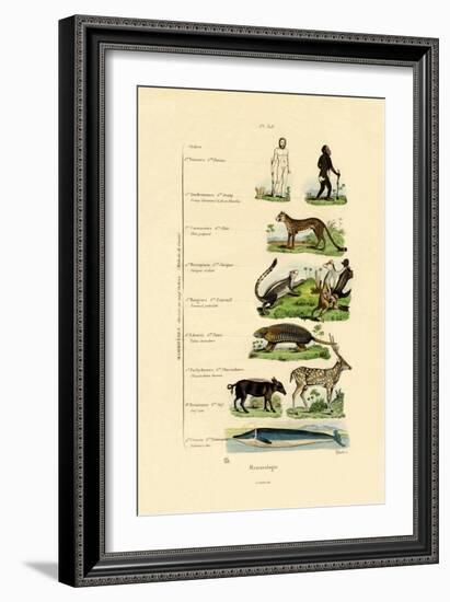 Mammalogy, 1833-39-null-Framed Giclee Print