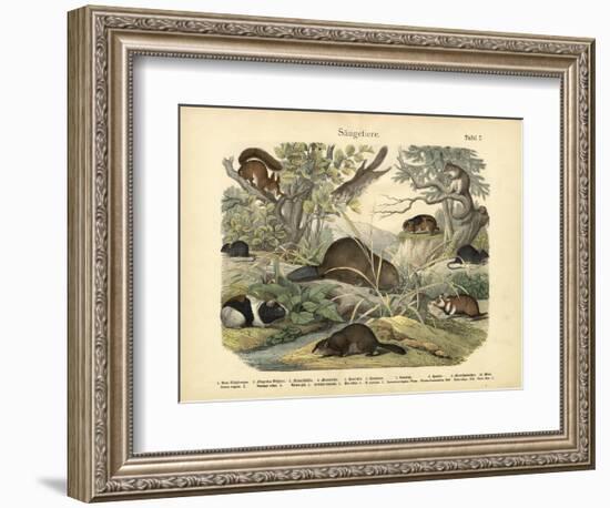 Mammals, C.1860-null-Framed Giclee Print