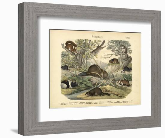 Mammals, C.1860-null-Framed Giclee Print