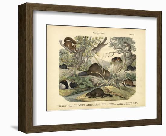 Mammals, C.1860--Framed Giclee Print