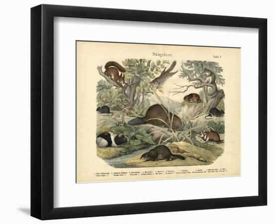 Mammals, C.1860-null-Framed Giclee Print