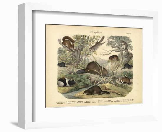 Mammals, C.1860-null-Framed Giclee Print