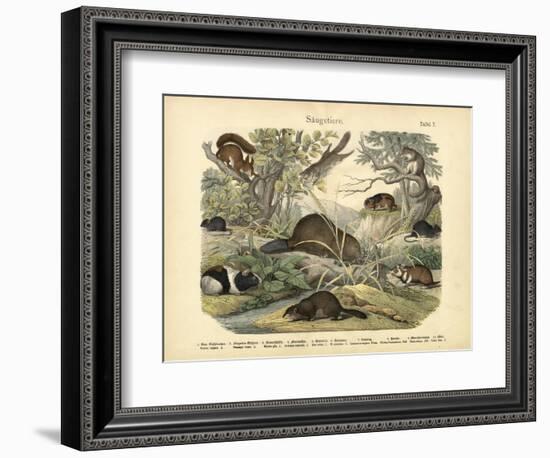 Mammals, C.1860-null-Framed Giclee Print