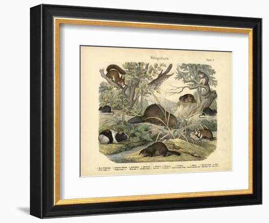 Mammals, C.1860-null-Framed Giclee Print