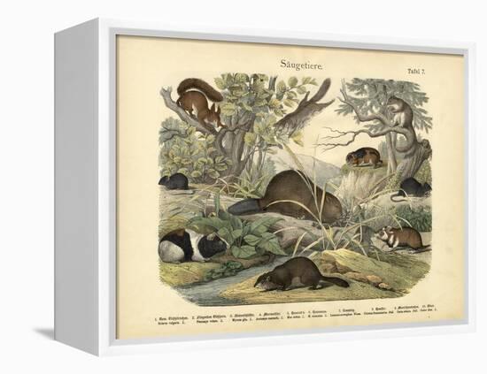 Mammals, C.1860-null-Framed Premier Image Canvas