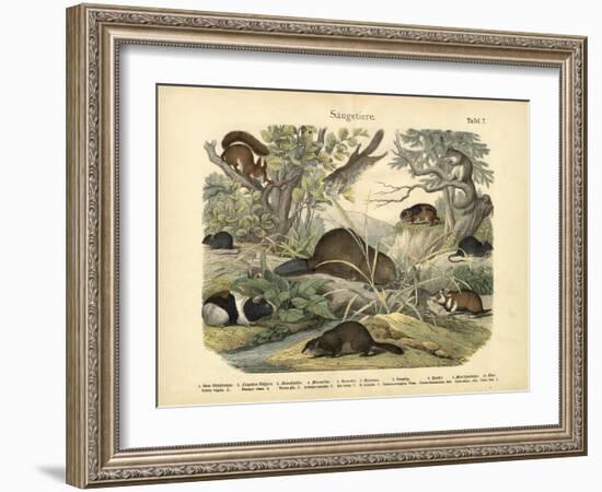 Mammals, C.1860-null-Framed Giclee Print