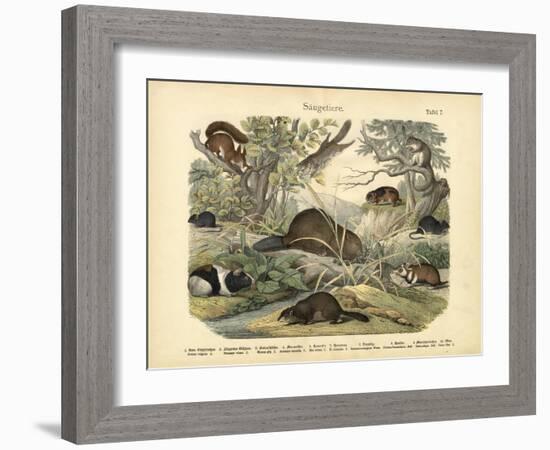 Mammals, C.1860-null-Framed Giclee Print