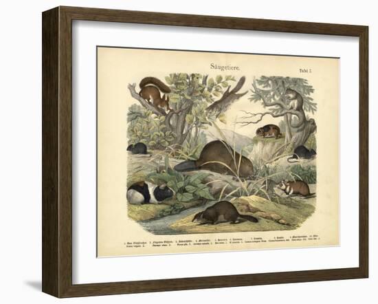 Mammals, C.1860-null-Framed Giclee Print