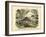 Mammals, C.1860-null-Framed Giclee Print