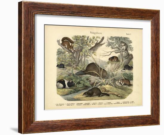 Mammals, C.1860-null-Framed Giclee Print