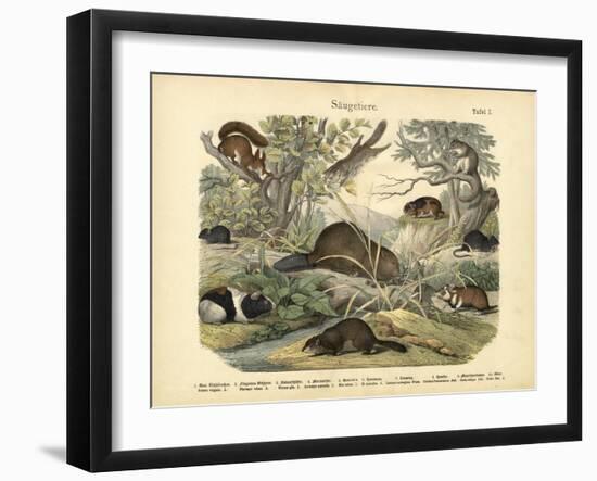 Mammals, C.1860-null-Framed Giclee Print