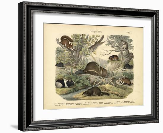 Mammals, C.1860-null-Framed Giclee Print