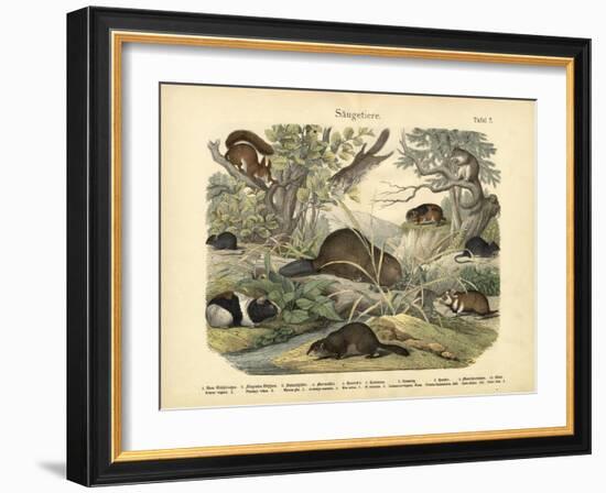 Mammals, C.1860-null-Framed Giclee Print