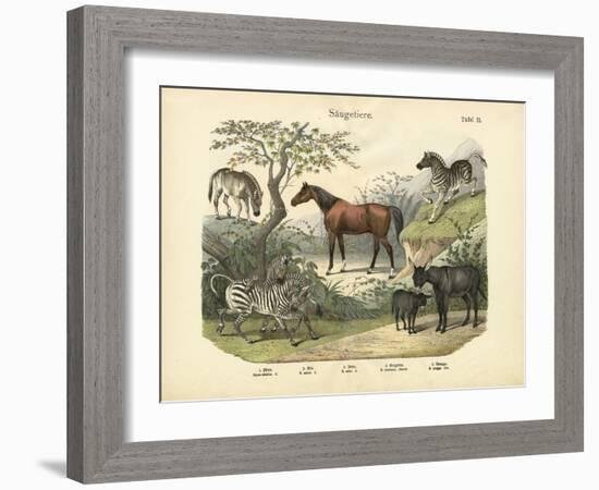 Mammals, C.1860-null-Framed Giclee Print