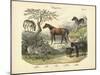 Mammals, C.1860-null-Mounted Giclee Print