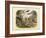 Mammals, C.1860-null-Framed Giclee Print