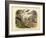 Mammals, C.1860-null-Framed Giclee Print