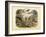 Mammals, C.1860-null-Framed Giclee Print