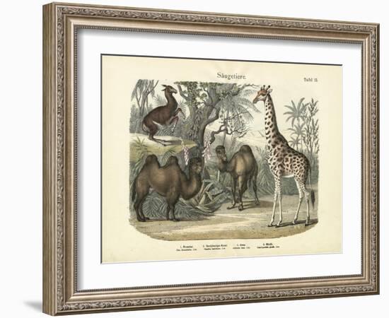 Mammals, C.1860-null-Framed Giclee Print