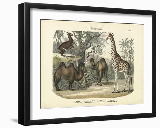 Mammals, C.1860-null-Framed Giclee Print