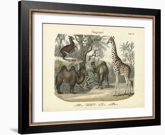 Mammals, C.1860-null-Framed Giclee Print