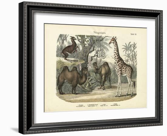 Mammals, C.1860-null-Framed Giclee Print