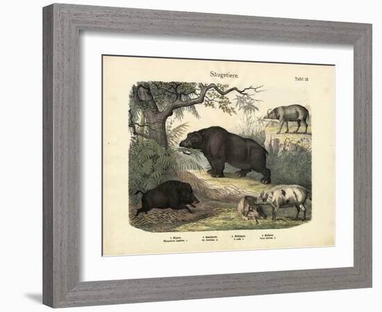 Mammals, C.1860-null-Framed Giclee Print