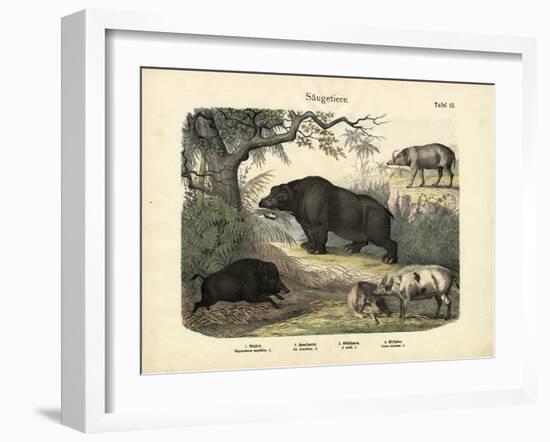 Mammals, C.1860-null-Framed Giclee Print