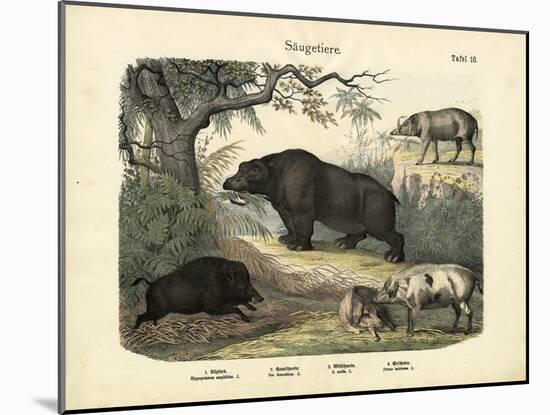 Mammals, C.1860-null-Mounted Giclee Print