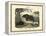 Mammals, C.1860-null-Framed Premier Image Canvas