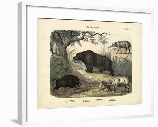 Mammals, C.1860-null-Framed Giclee Print