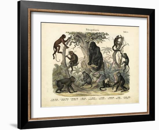 Mammals, C.1860-null-Framed Giclee Print