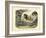 Mammals, C.1860-null-Framed Giclee Print