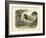 Mammals, C.1860-null-Framed Giclee Print