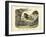 Mammals, C.1860-null-Framed Giclee Print