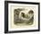 Mammals, C.1860-null-Framed Giclee Print