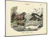 Mammals, C.1860-null-Mounted Giclee Print