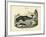 Mammals, C.1860-null-Framed Giclee Print