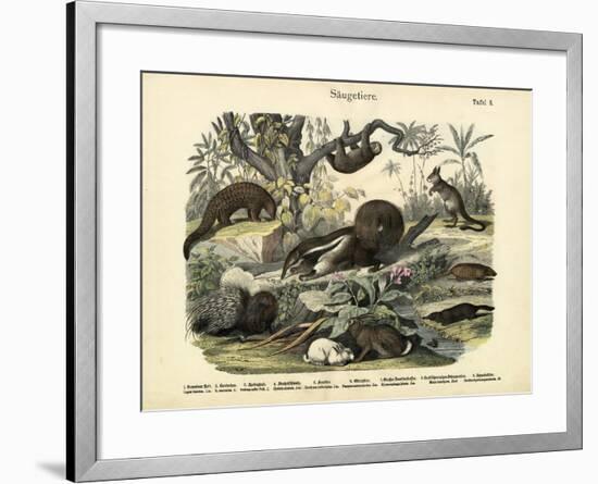 Mammals, C.1860-null-Framed Giclee Print