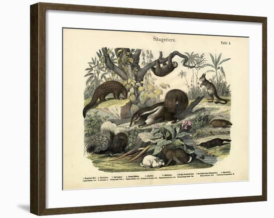 Mammals, C.1860-null-Framed Giclee Print