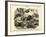 Mammals, C.1860-null-Framed Giclee Print