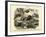 Mammals, C.1860-null-Framed Giclee Print