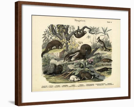 Mammals, C.1860-null-Framed Giclee Print