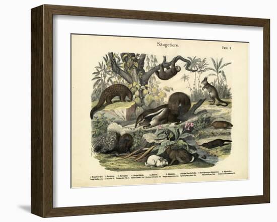 Mammals, C.1860-null-Framed Giclee Print